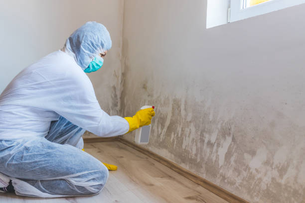 Licensed Attic Mold Remediation service in Cranbury, NJ - Mold Remediation HQ