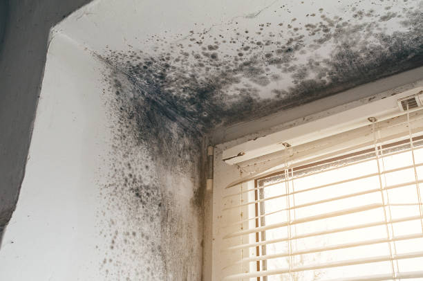 Affordable Attic Mold Remediation solutions in Cranbury, NJ